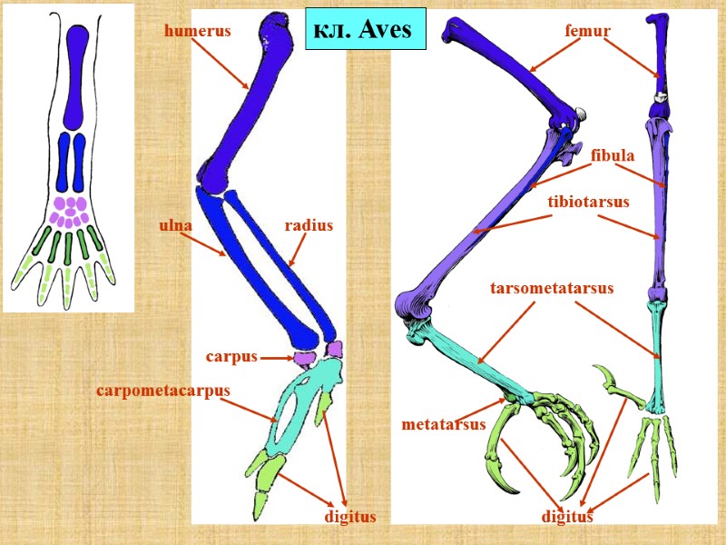 humerus ulna radius carpus carpometacarpus digitus femur tibiotarsus fibula tarsometatarsus digitus кл. Aves metatarsus